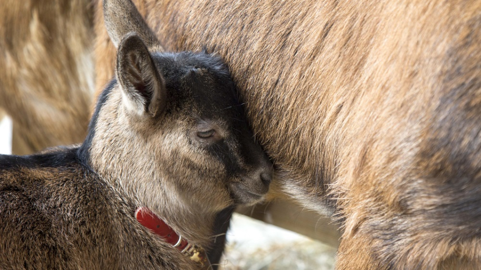 Torna la Mostra del capretto tipico vigezzino: 34 anni di eccellenza 